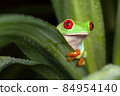 Red-eyed tree frog hiding behind the green leaf 84954140