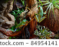 Two Red-eyed frogs in terrarium 84954141