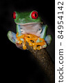 Yoga of Red-eyed frog 84954142