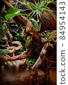 Red-eyed frogs in the terrarium 84954143