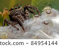 Spider and her small children in white cobweb fluffs 84954144