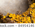 Jumping spider and yellow lichens 84954146
