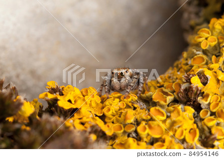 Jumping spider and yellow lichens 84954146