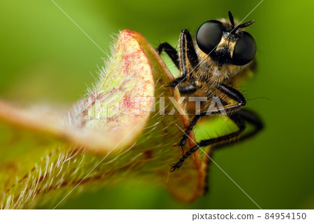 Fly with big eyes portrait Fly with big eyes portrait 84954150