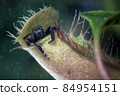 Jumping spider hids in the plant 84954151