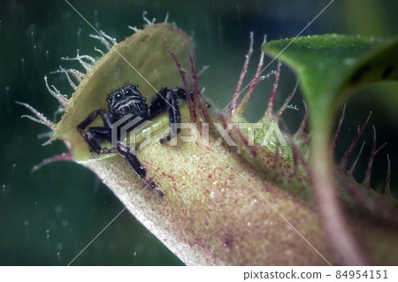 Jumping spider hids in the plant Jumping spider hids in the plant 84954151