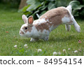 Rabbit jumping in a green clover meadow 84954154