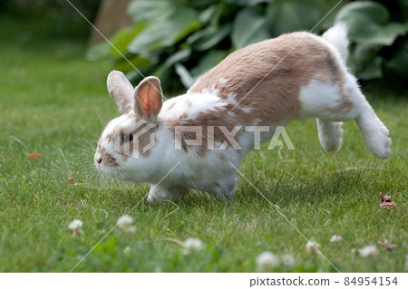 Rabbit jumping in a green clover meadow Rabbit jumping in a green clover meadow 84954154