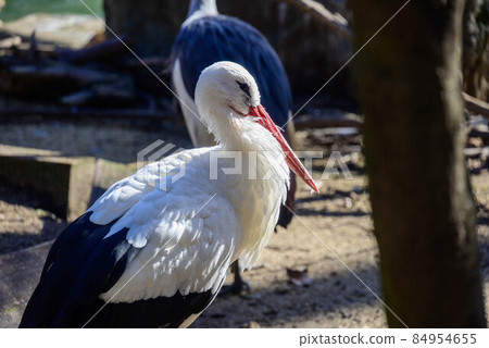 Tennoji Zoo White Stork Tennoji Zoo White Stork 84954655