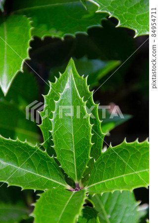 Holly leaves Holly leaves 84954711
