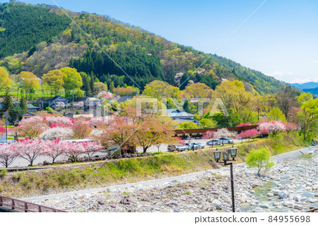 Hanamomo in Achi Village [Nagano Prefecture] 84955698