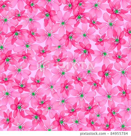 Pink watercolor effect snowdrop spring flower seamless pattern on pink background 84955784