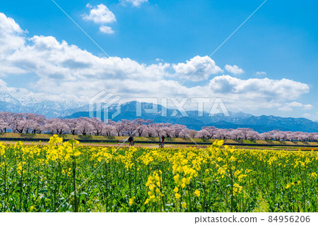 旭船川春季四重奏組[富山縣] 84956206