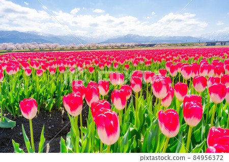 Asahi Funakawa Spring Quartet [Toyama Prefecture] 84956372