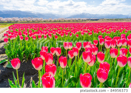 Asahi Funakawa Spring Quartet [Toyama Prefecture] 84956373