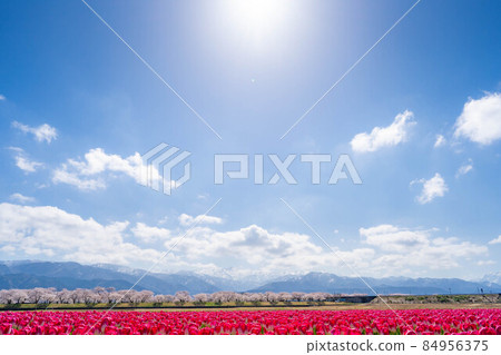 Asahi Funakawa Spring Quartet [Toyama Prefecture] 84956375