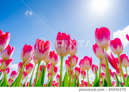 Asahi Funakawa Spring Quartet [Toyama Prefecture] 84956376