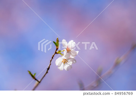The first cherry blossom in the world, spring up at Takato Castle Ruins Park [Nagano Prefecture] 84956769