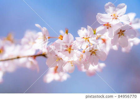 The first cherry blossom in the world, spring up at Takato Castle Ruins Park [Nagano Prefecture] 84956770