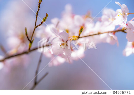The first cherry blossom in the world, spring up at Takato Castle Ruins Park [Nagano Prefecture] 84956771