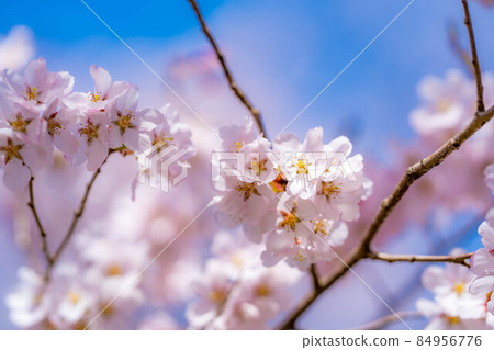 世界上第一朵櫻花在高遠城跡公園綻放[長野縣] 84956776