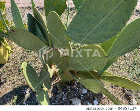 Close-up of Mexican nopal plants with a blurry background 84957134
