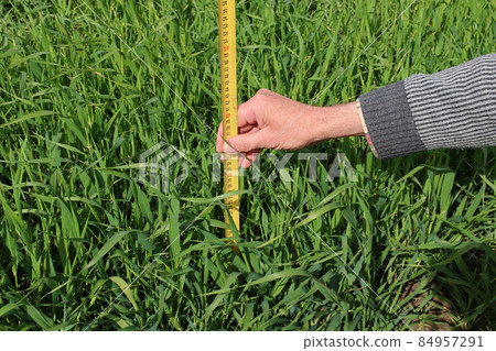 Farmer measures the height of the wheat with a ruler 84957291