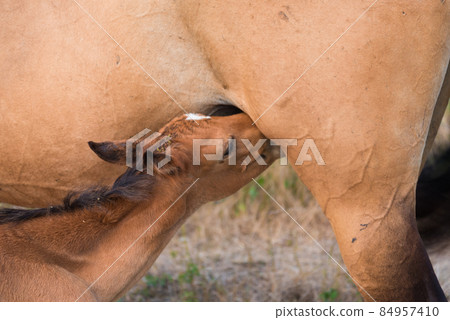 A small foal is sucking on a mare. Newborn toddler learning to suck milk A small foal is sucking on a mare. Newborn toddler learning to suck milk 84957410
