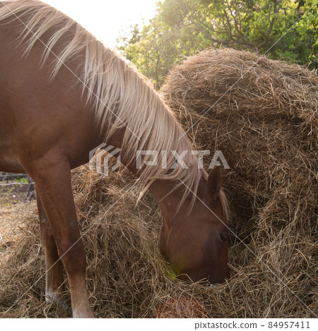 A beautiful bay horse eats hay. Warm brown shades, nice summer look A beautiful bay horse eats hay. Warm brown shades, nice summer look 84957411