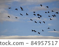 cranes flying in a group at sunset 84957517