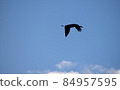 lonely flying cranes in a blue sky at sunset 84957595