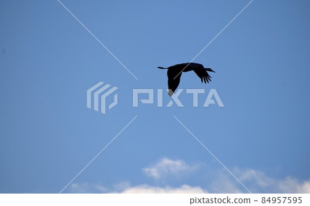 lonely flying cranes in a blue sky at sunset 84957595