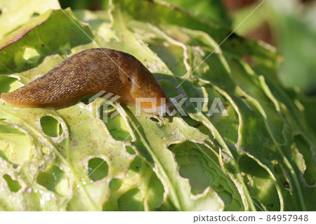 A slug eating cabbage in the agricultural field. Vegetable pests. A slug eating cabbage in the agricultural field. Vegetable pests. 84957948