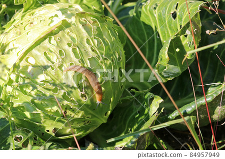 A slug eating cabbage in the agricultural field. Vegetable pests. A slug eating cabbage in the agricultural field. Vegetable pests. 84957949