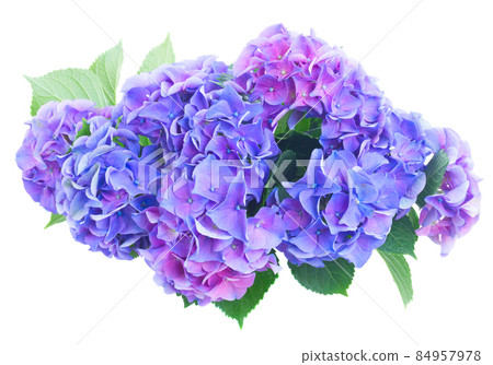 blue and violet hortensia flowers blue and violet hortensia flowers 84957978