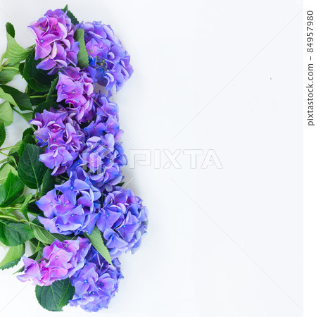 blue and violet hortensia flowers blue and violet hortensia flowers 84957980