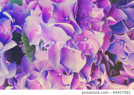 blue and violet hortensia flowers blue and violet hortensia flowers 84957981