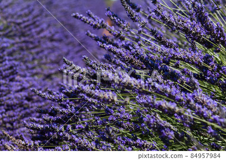 Lavender blooming field Lavender blooming field 84957984
