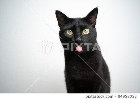 funny black cat sticking out tongue on white background funny black cat sticking out tongue on white background 84958058