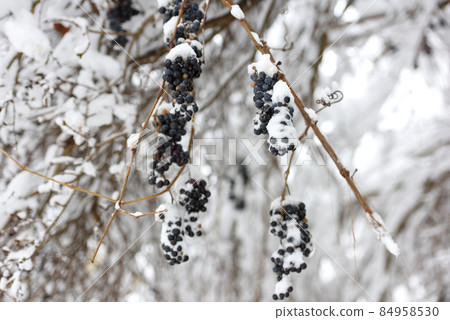 Vine grapes covered snow in garden. cloudy day Vine grapes covered snow in garden. cloudy day 84958530
