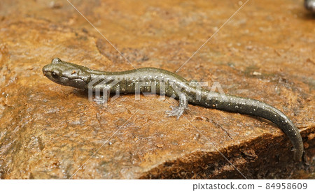 Closeup on a green subadult Black Salamander, Aneides flavipunctatus from Northern California 84958609