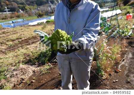 Romanesco cultivation 84959582