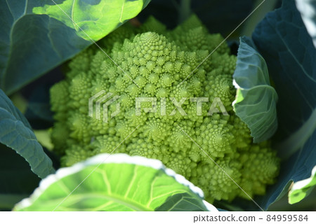 Romanesco cultivation Romanesco cultivation 84959584