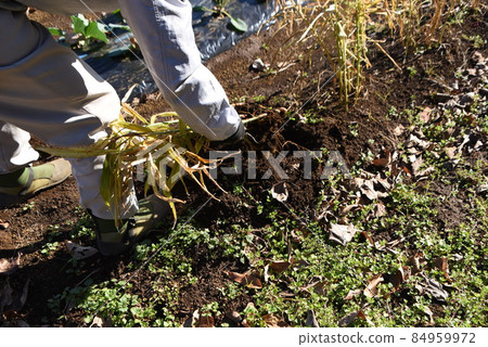 Kitchen garden / ginger harvesting work 84959972