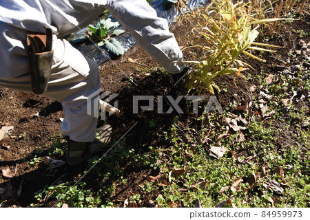Kitchen garden / ginger harvesting work 84959973