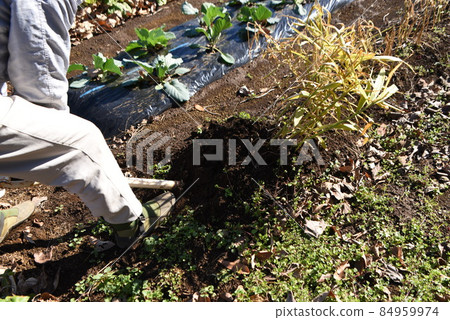 Kitchen garden / ginger harvesting work 84959974