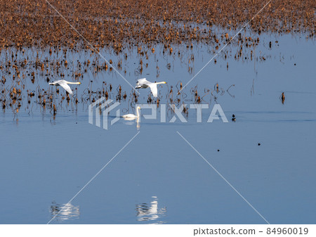 A pair of swans flying over the dead lotus lake in Izunuma, Miyagi Prefecture 84960019
