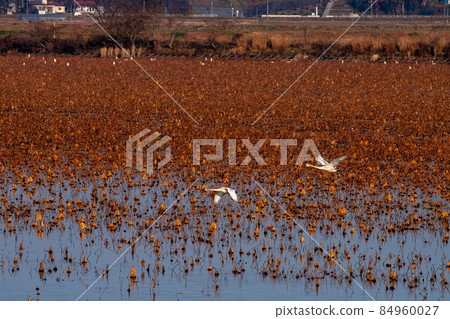 宮城縣伊豆沼市，一對天鵝飛過死蓮花湖 84960027