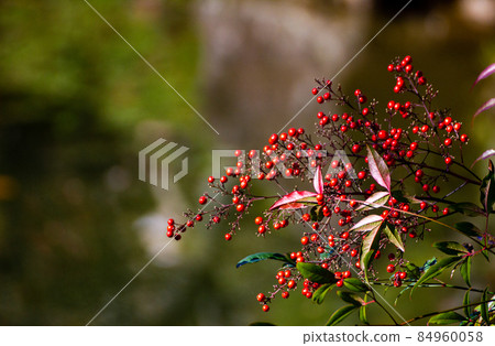 成田山公園的秋葉與藍天 成田山公園的秋葉與藍天 84960058