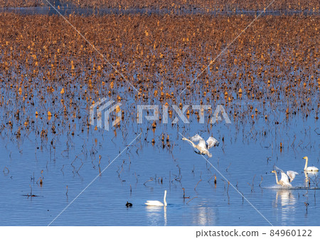 A pair of swans landing on a dead lotus lake in Izunuma, Miyagi Prefecture 84960122
